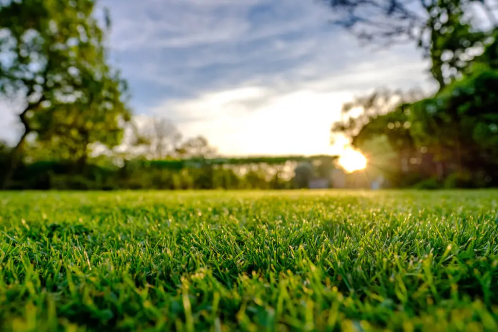 How to Overseed a Lawn