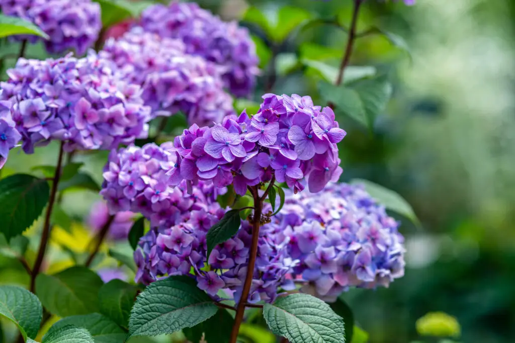 How to Plant Hydrangeas