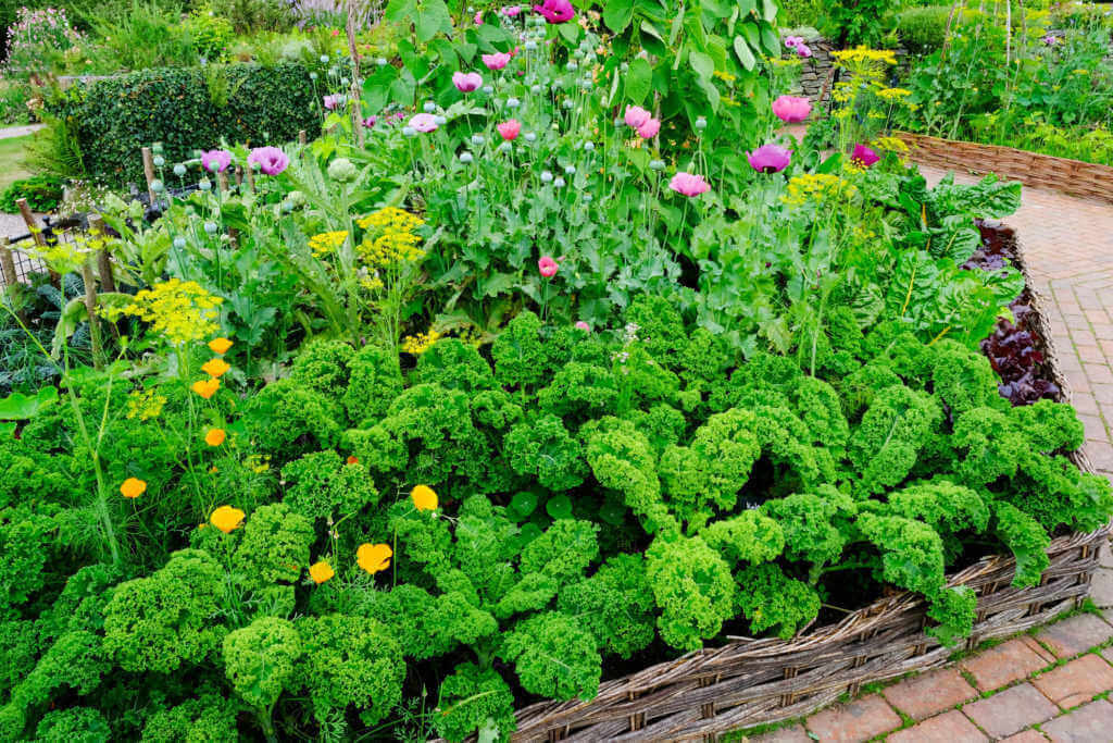 How to Plant a Raised Garden
