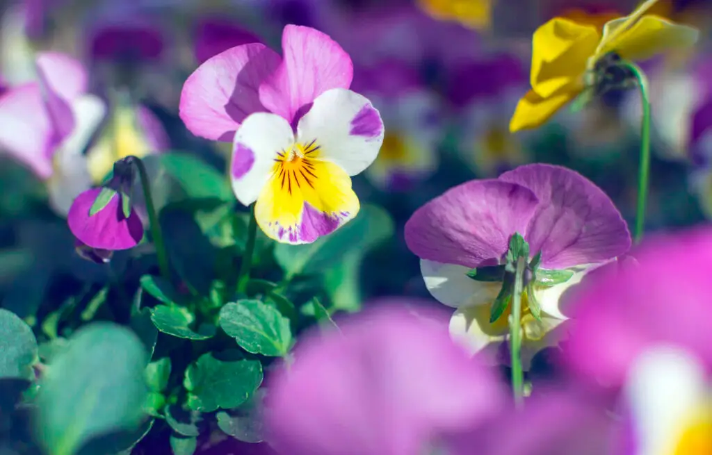 How to Plant and Grow Pansies