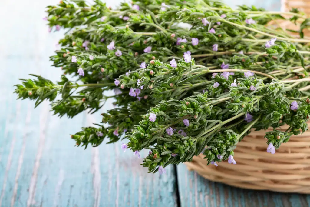 How to grow thyme