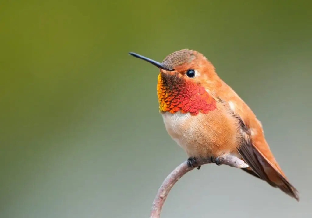 Hummingbird feeders 101