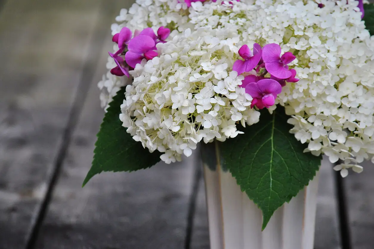 Hydrangea and sweet pea in vase