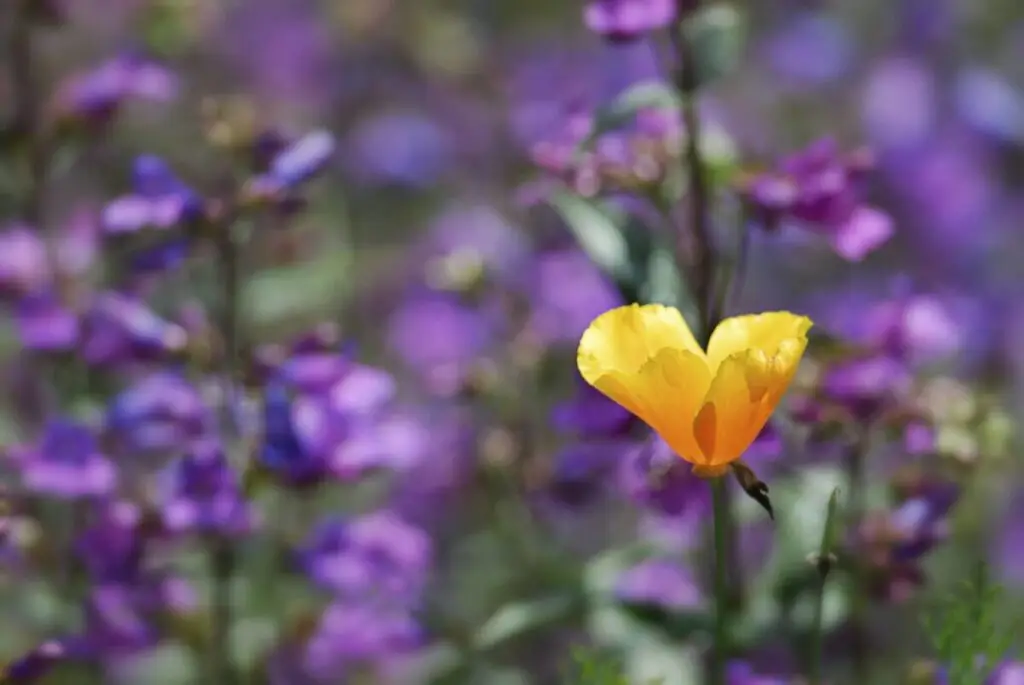 Native Plants