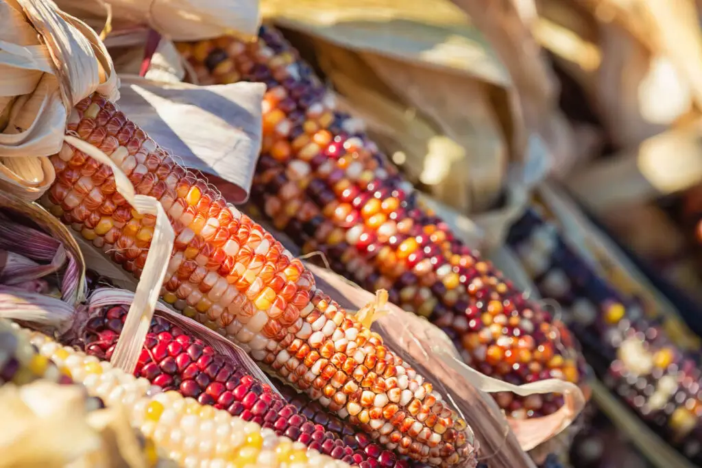 Indian Colorful Corn