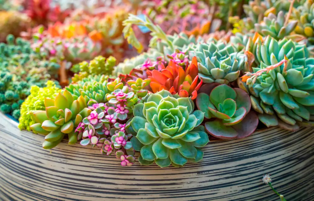 Indoor Succulent Planter