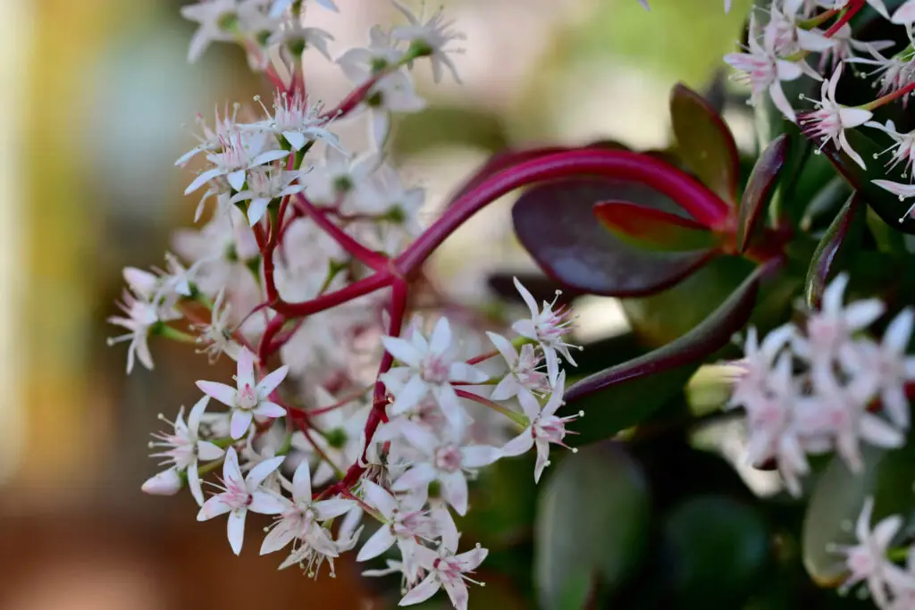 Jade Plants