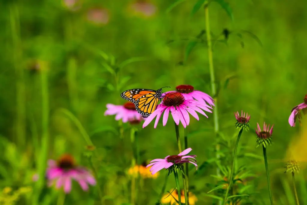 July Garden Checklist Zones 1 3