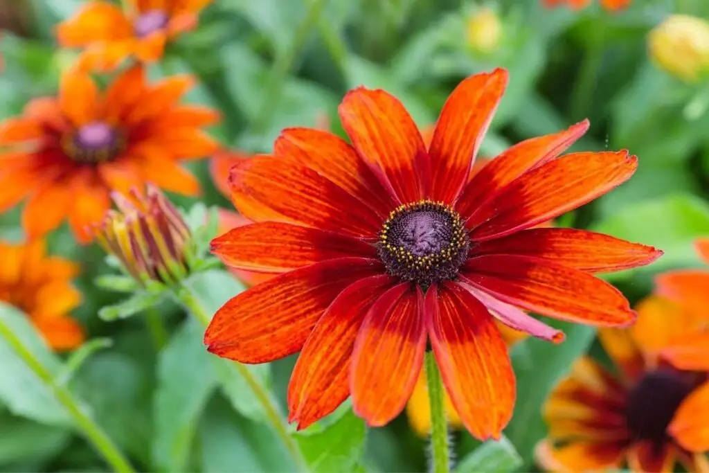 June Garden Checklist Zones 6 8