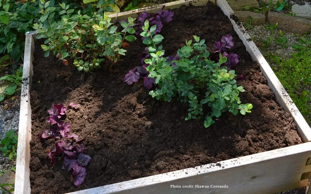 Kellogg Garden Organics Shade Mix Blueberry Top Dressing
