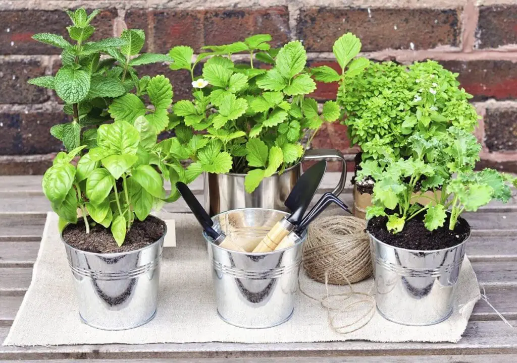 Kitchen Container Garden