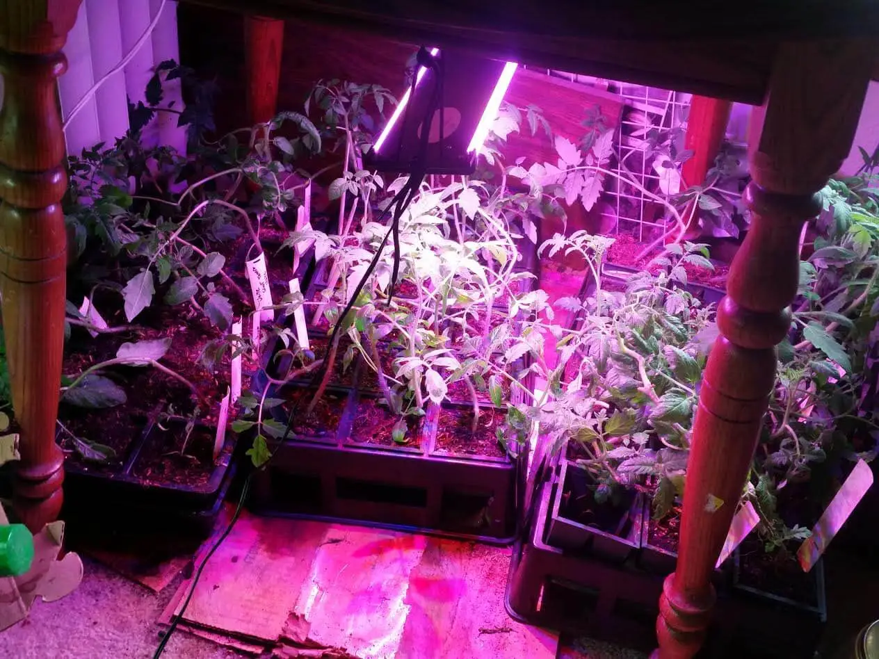 LEDs are important for growing in low light situations