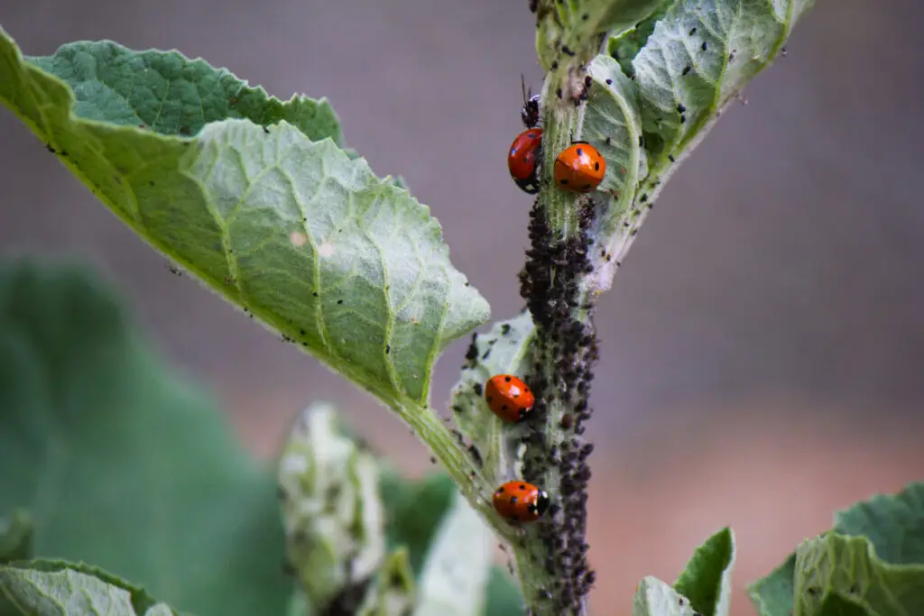 Ladybugs