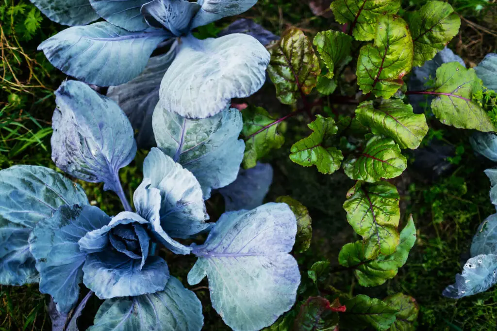 Large Leafy Vegetables