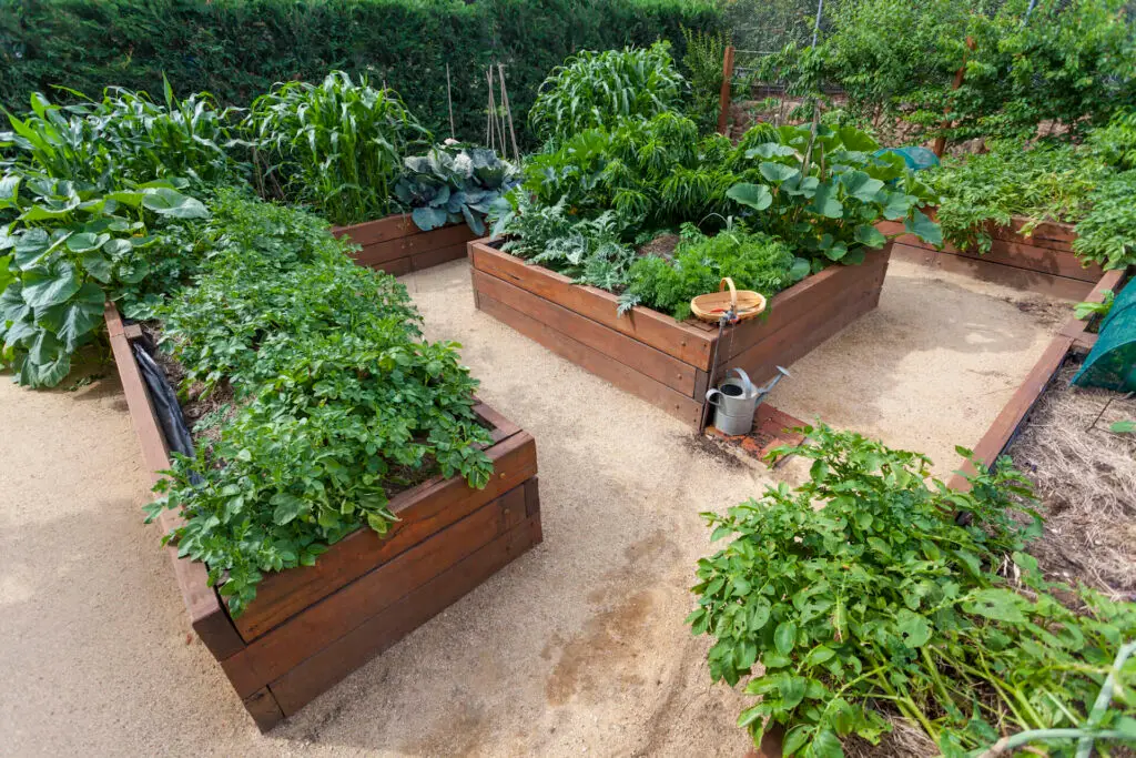 Large Raised Bed Garden
