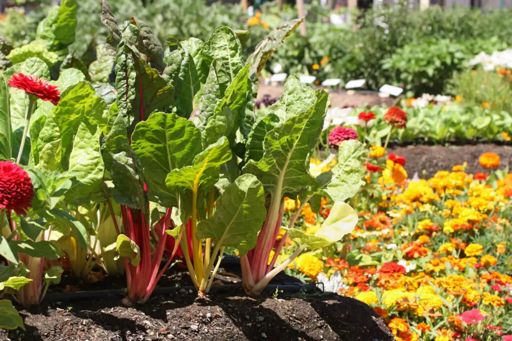 Lettuce and Flower Garden