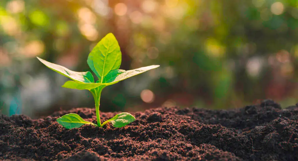 Macronutrients vs. Micronutrients in Plants