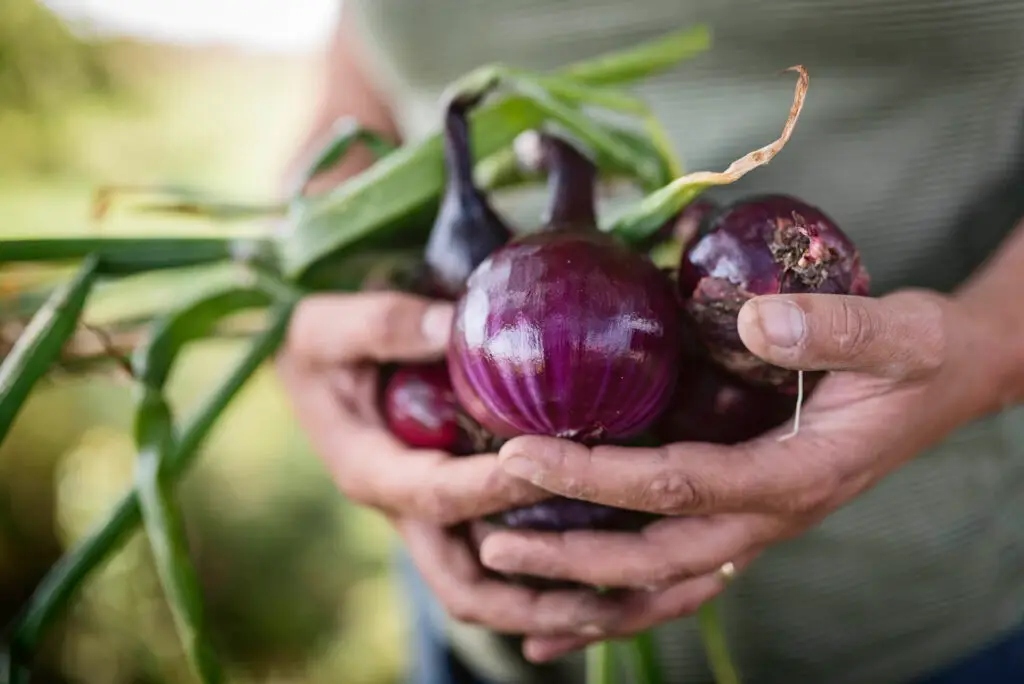 Man Holding Purple Onions