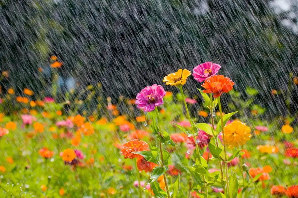 Managing your Garden in Excessive Rain Humidity
