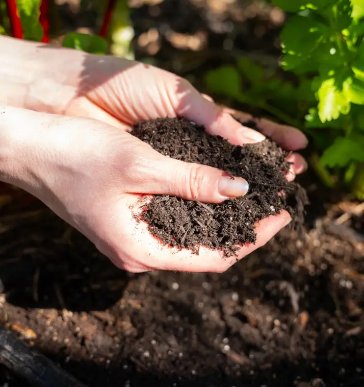 close up of hands holding soil