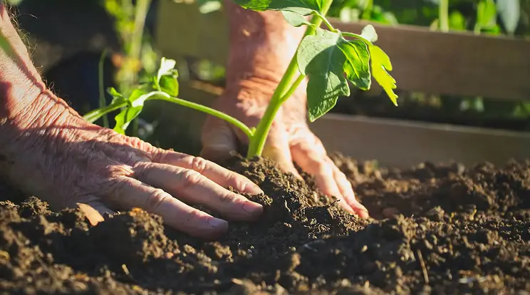 hands in soil