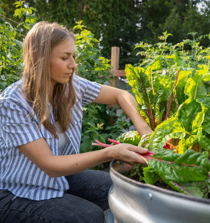 woman harvesting rhubarb