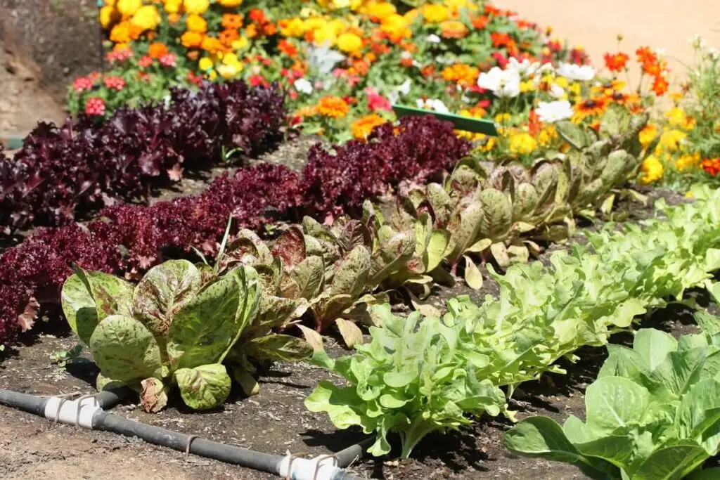 May Garden Checklist