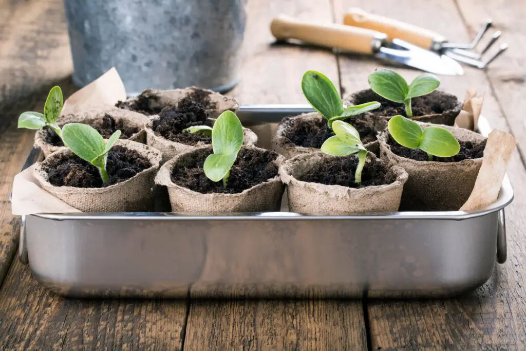 May Garden Checklist Zones 1 3