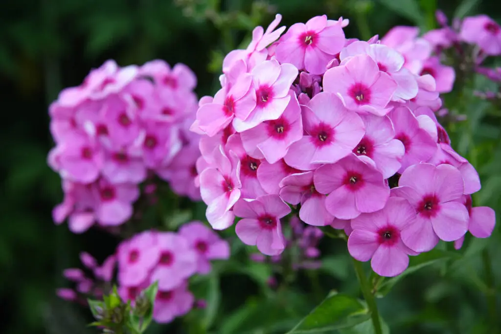 May Garden Checklist Zones 4 5