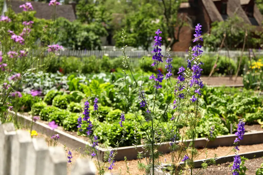 Mediterranean garden