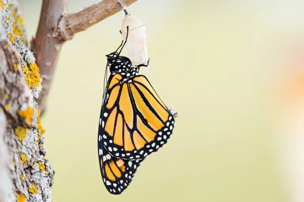 Monarch Butterfly
