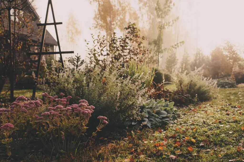 Morning Garden
