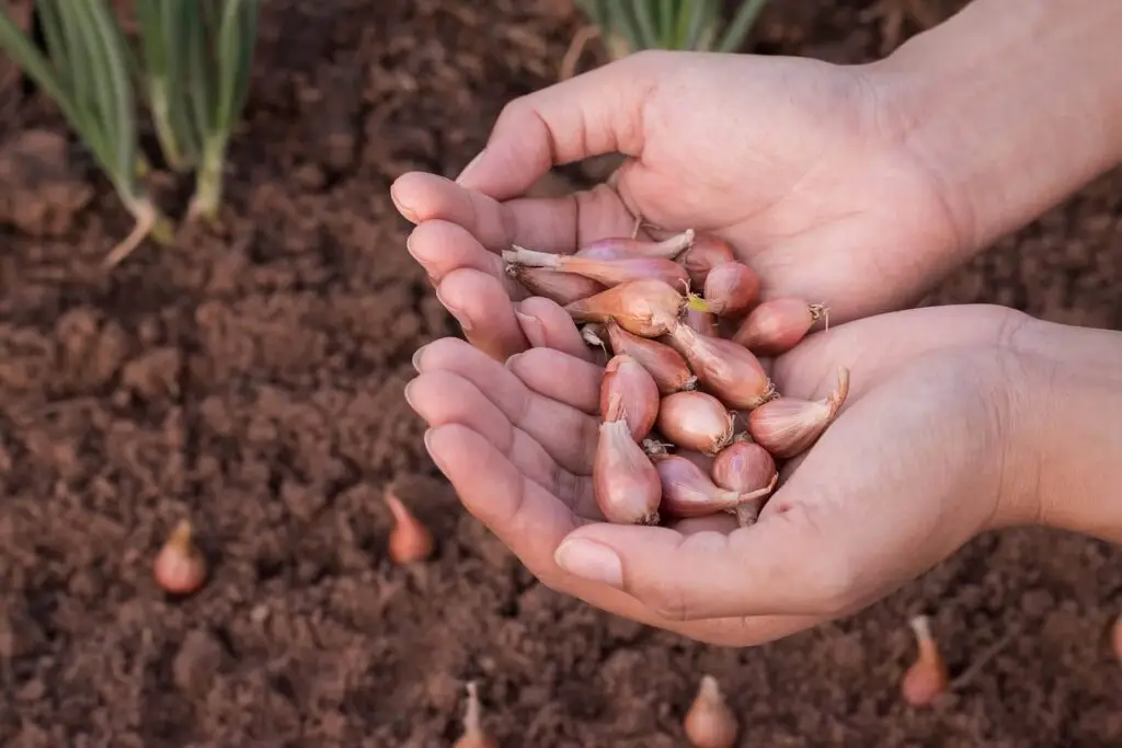 Onion bulbs in hand