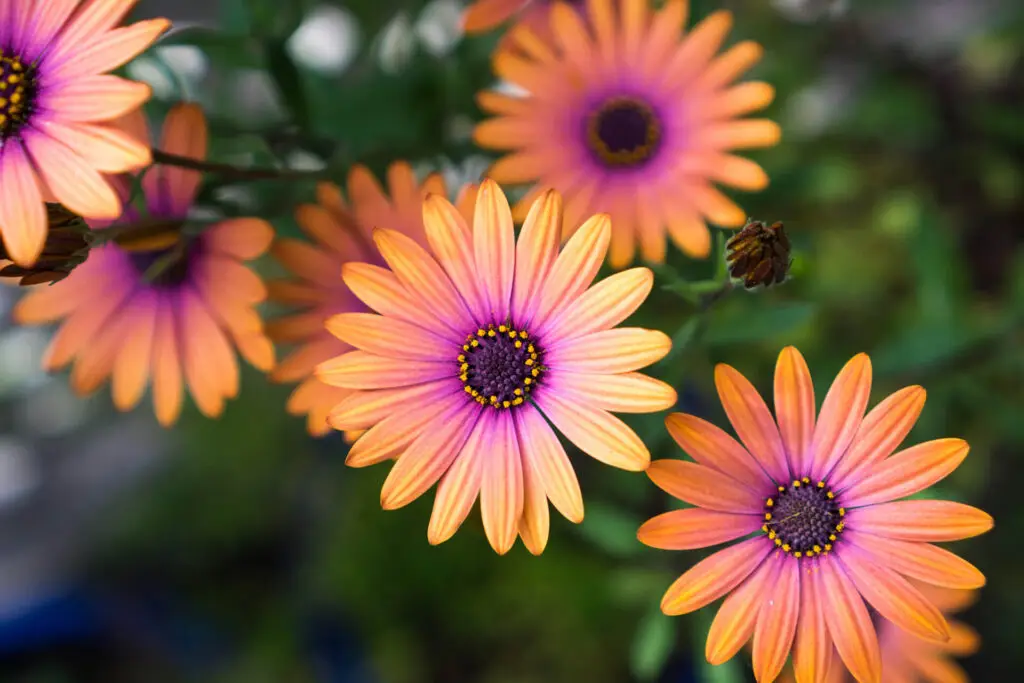 Orange and Purple Daisys