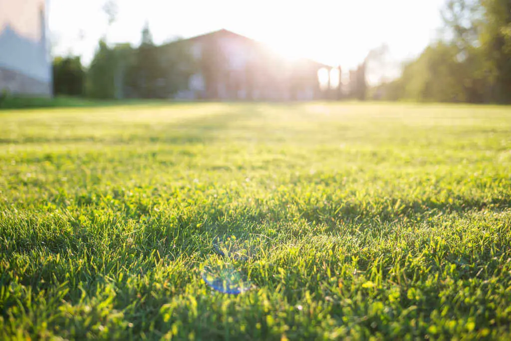 Organic Lawn Care