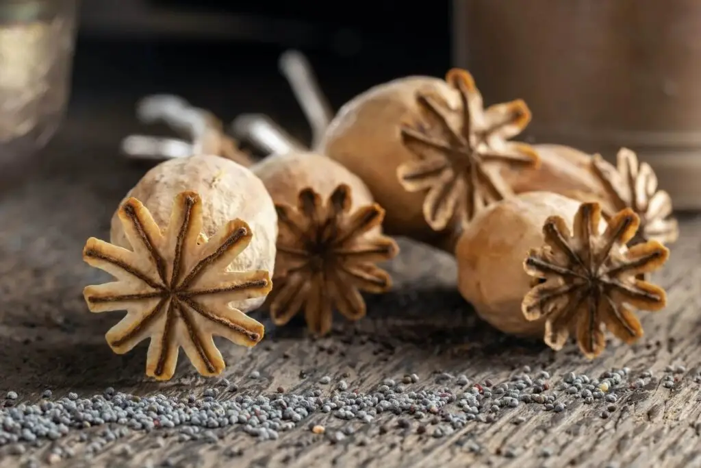 Organize Your Own Seed Swap