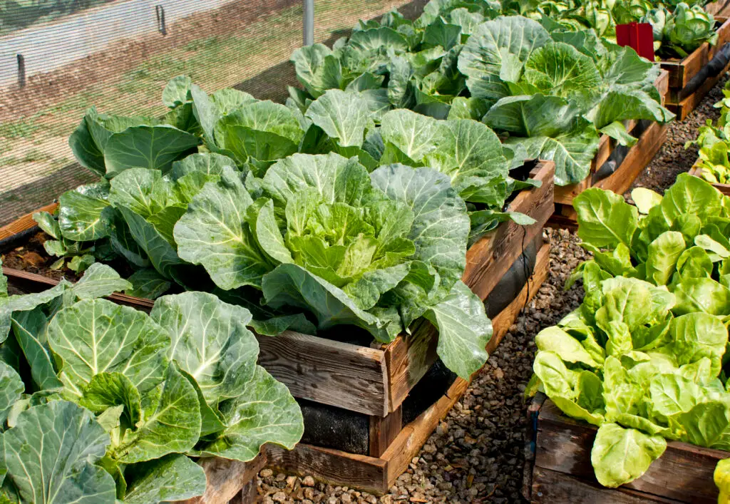 Pallet Lettuce Garden