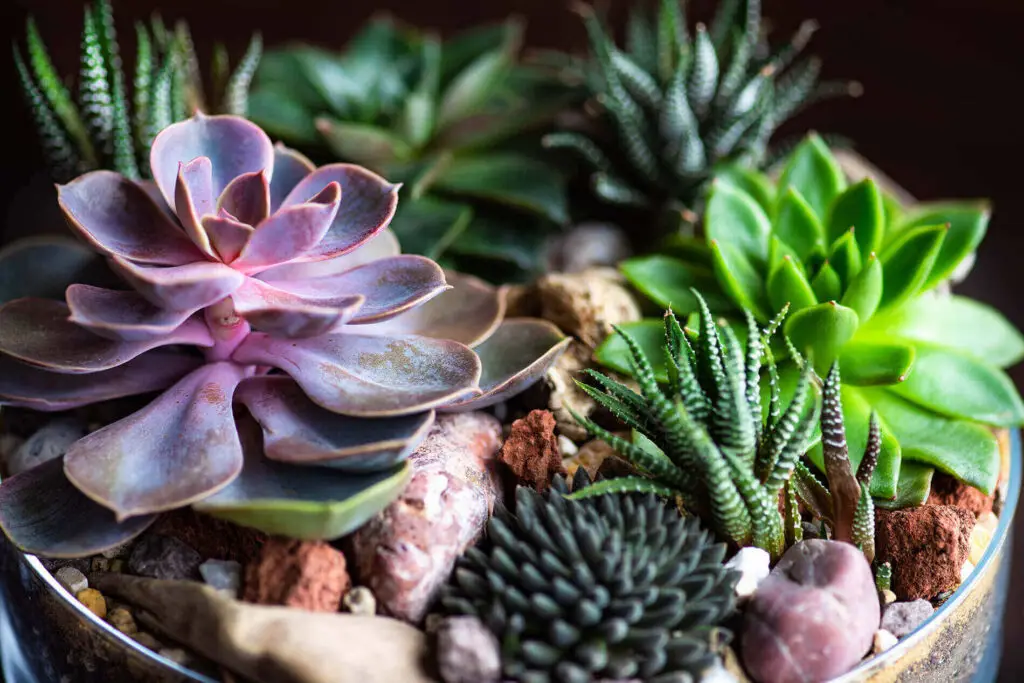 Succulent