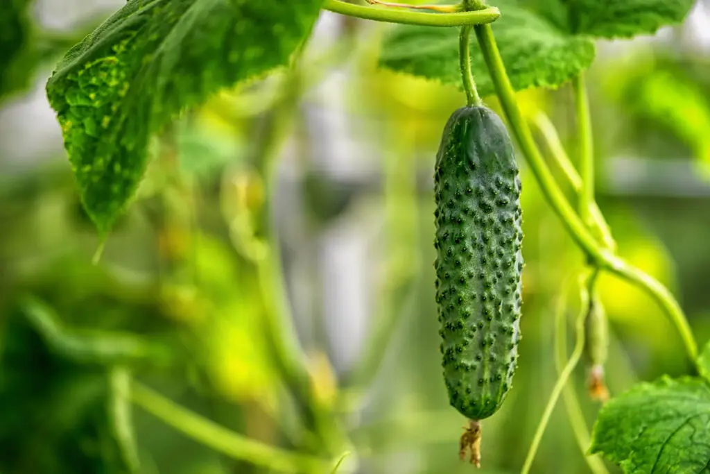 Picking Cucumbers