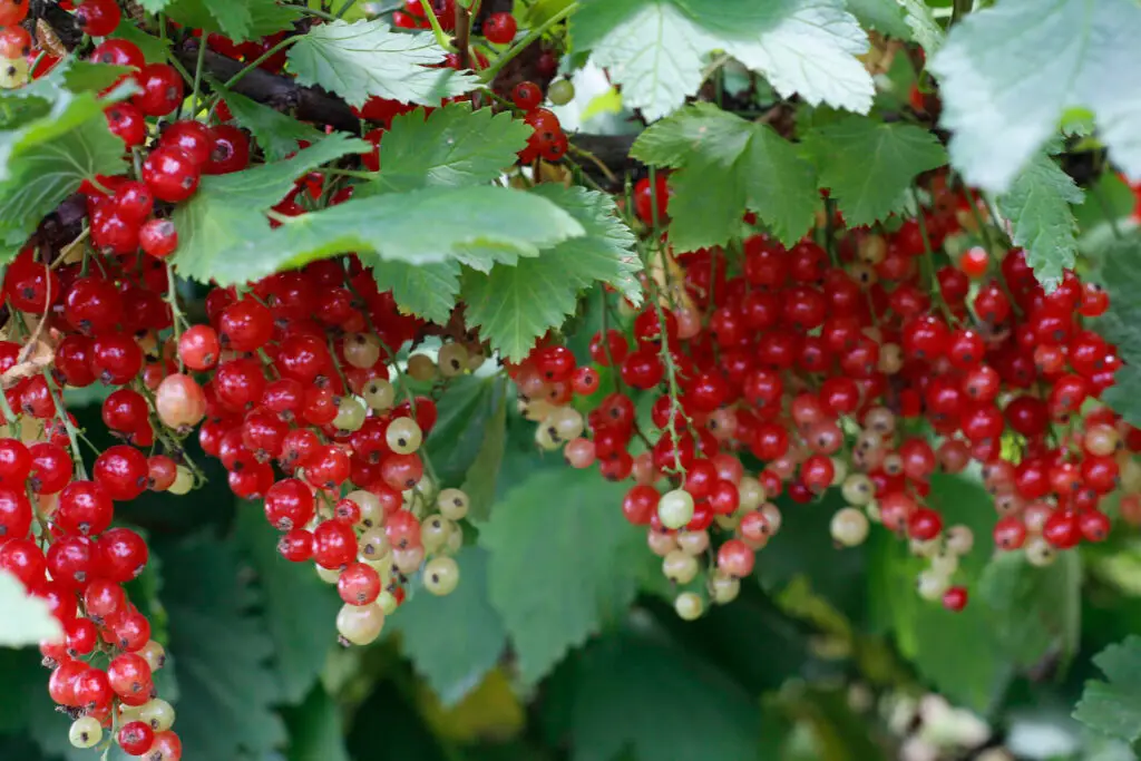 Picking Red Currant Berries