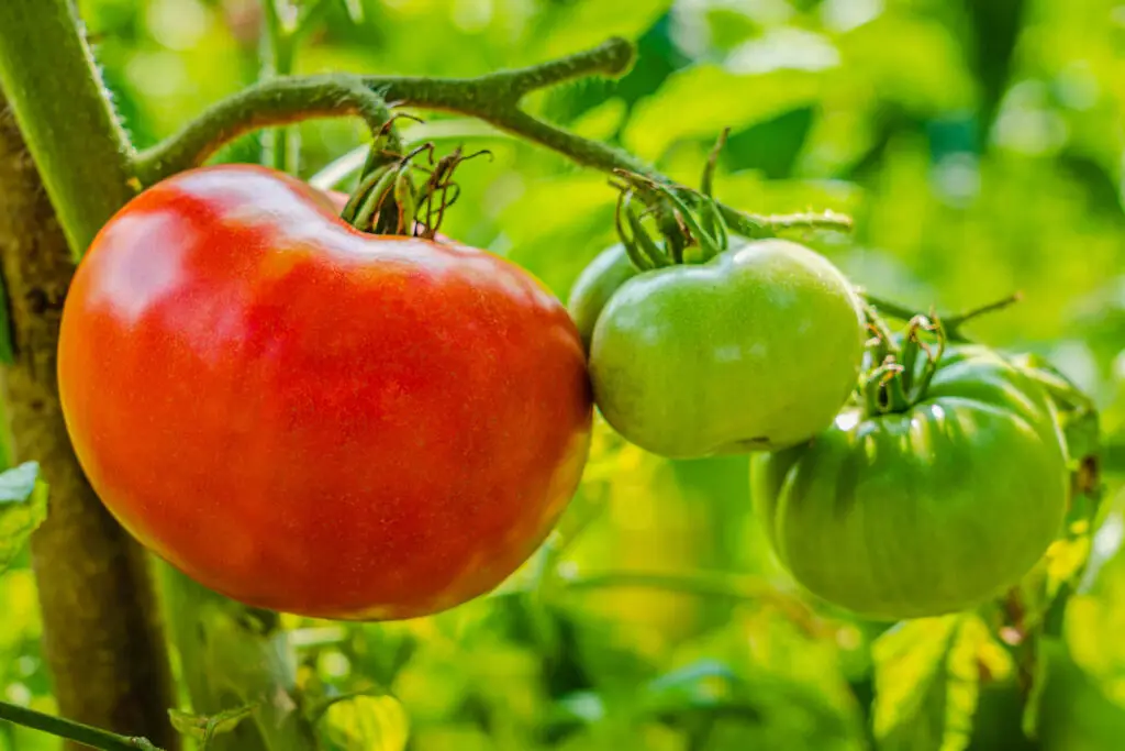 Picking Tomatoes