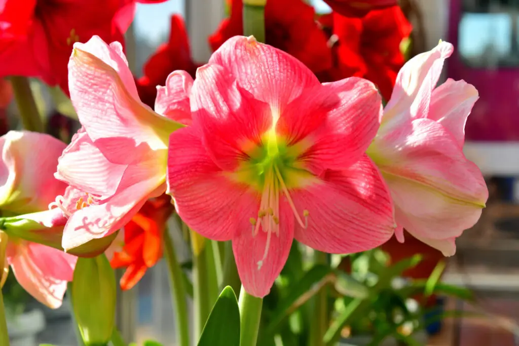 Pink Amaryllis
