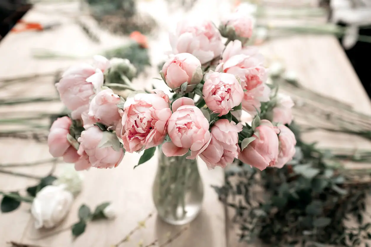 Pink Peonies in vase