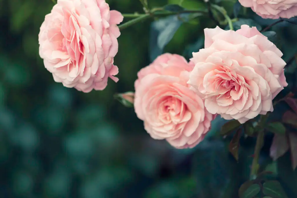 Pink Roses