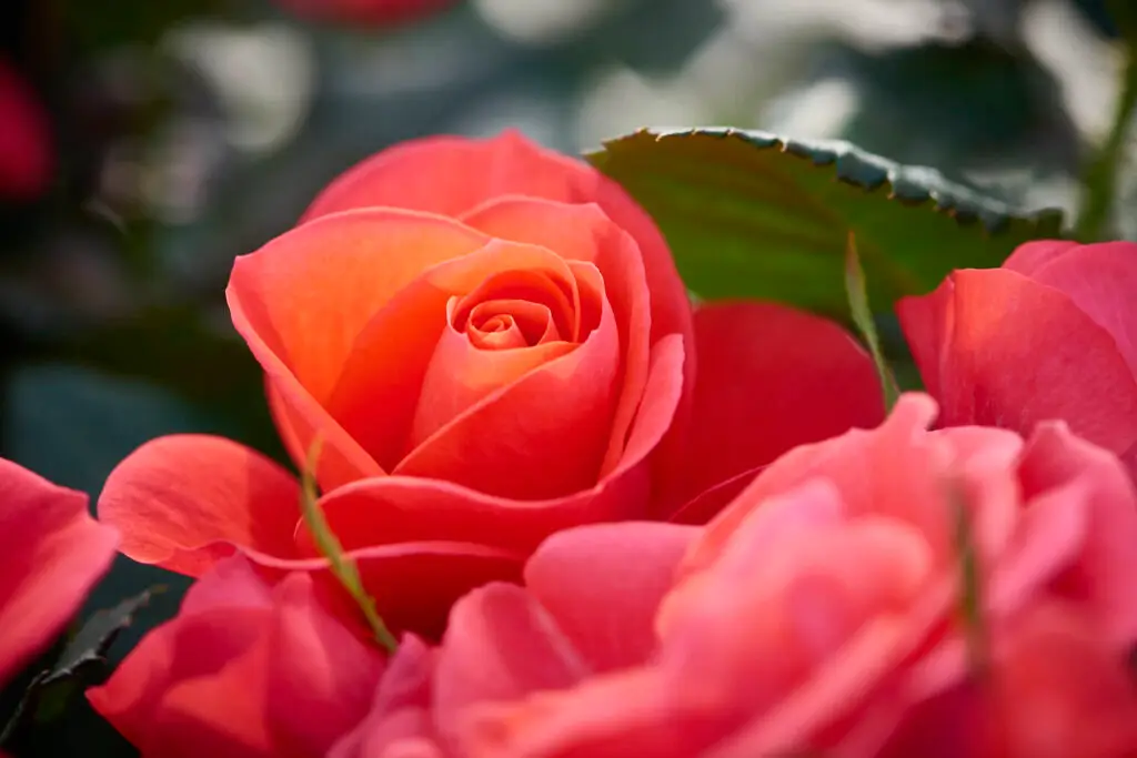 Pink Roses Feature
