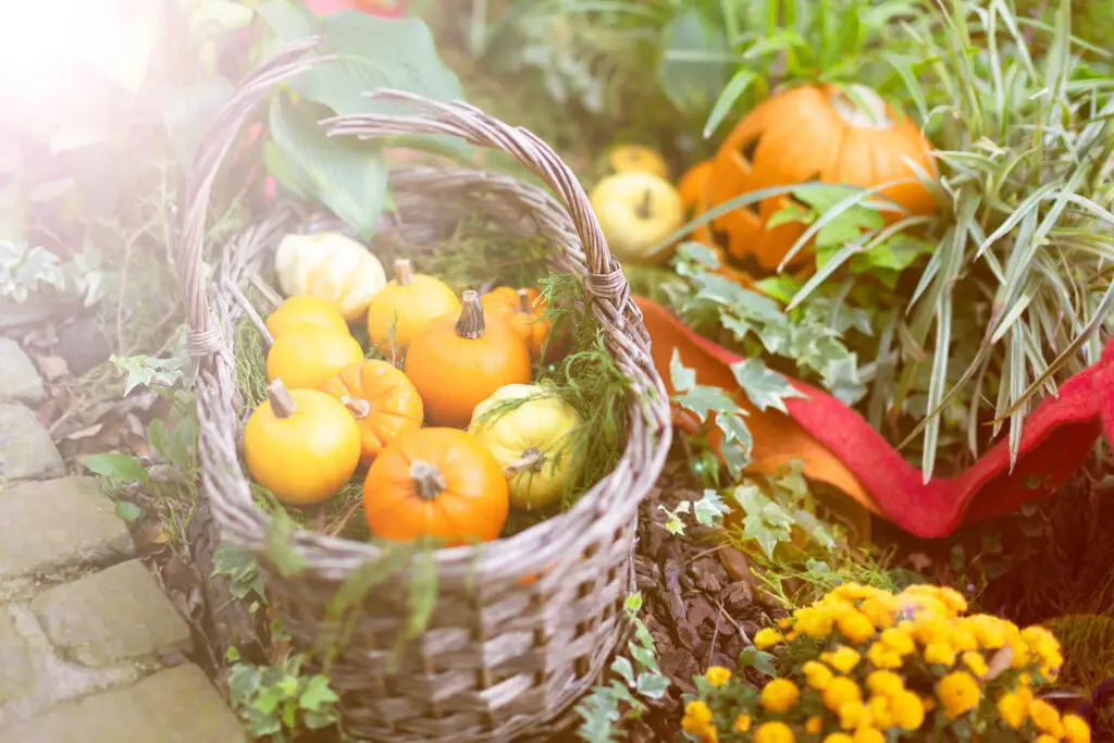 Planning Fall Garden