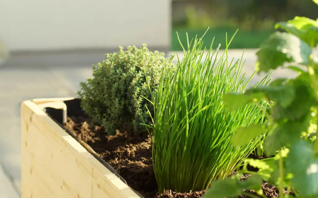 Planting Herbs