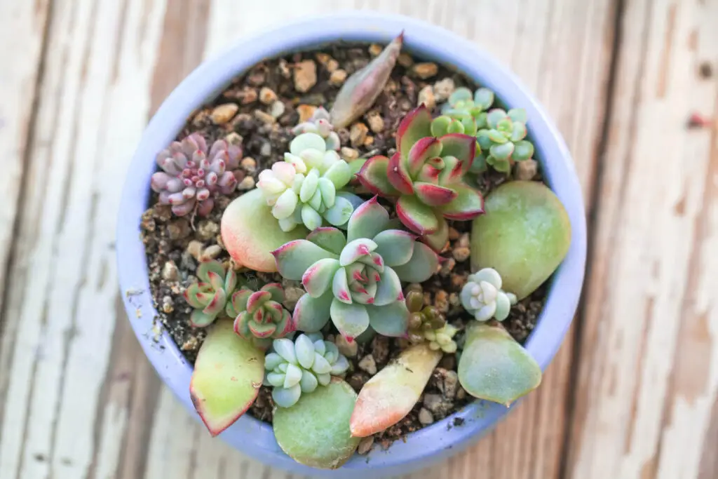 Planting Succulent Cuttings
