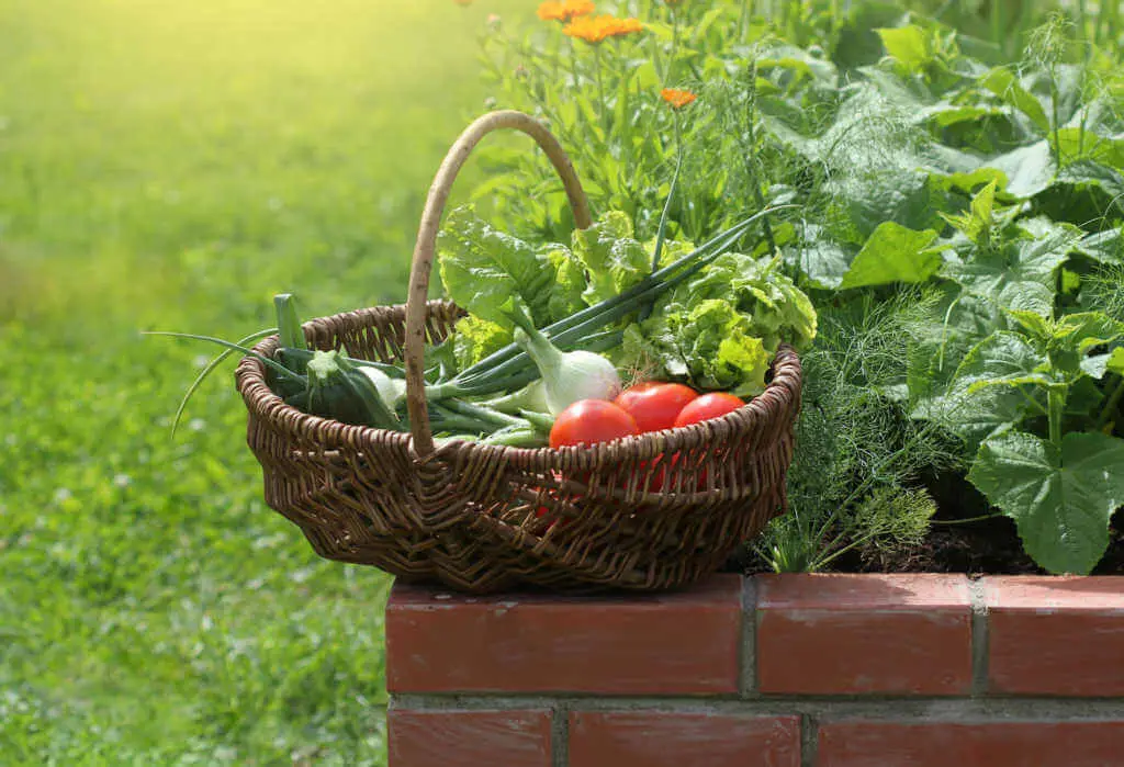 Planting and Gardening in a Raised Bed