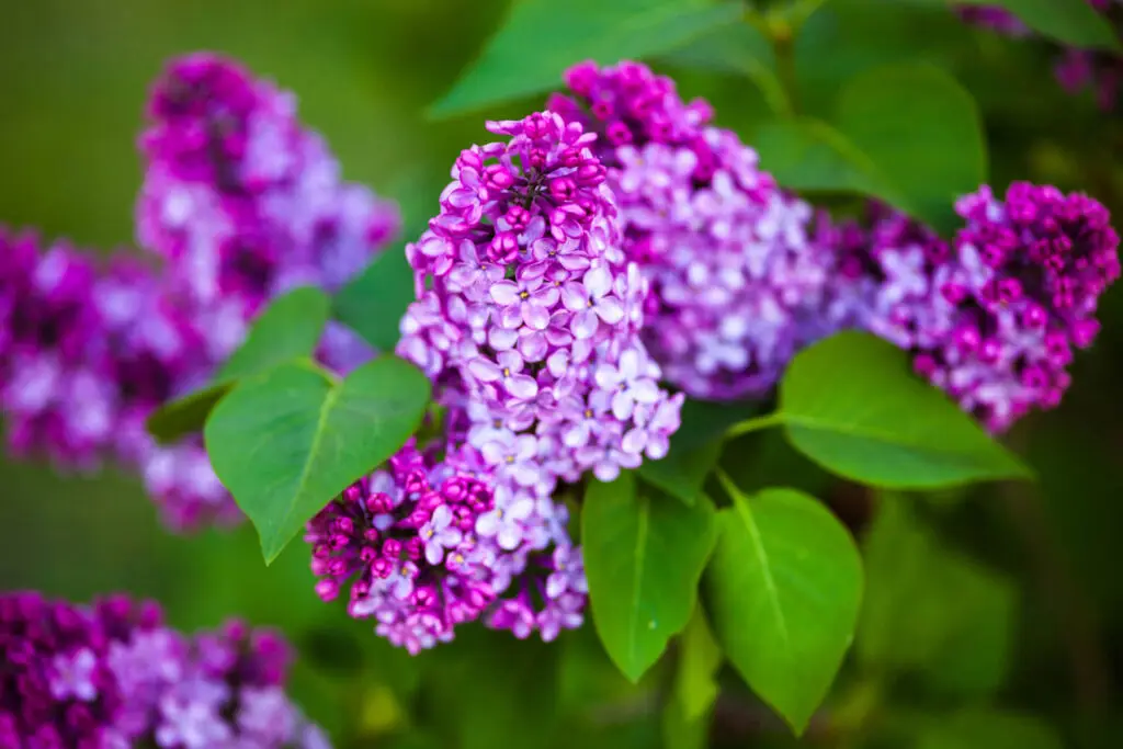 Planting and Growing Lilacs